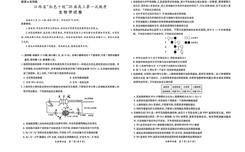 江西省&ldquo;红色十校&rdquo;2026届高三上学期第一次联考生物试卷（扫描版，含答案）_2025年9月_250921江西省&ldquo;红色十校&rdquo;2026届高三上学期第一次联考