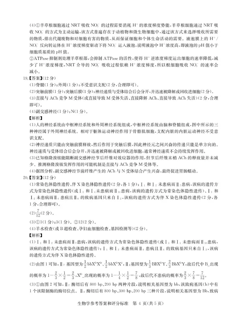 生物答案_2025年11月_251126湖北省华大新高考联盟2026届高三11月教学质量测评（全科）_1209215425_华大新高考联盟2026届高三上学期11月测评生物试题+答案
