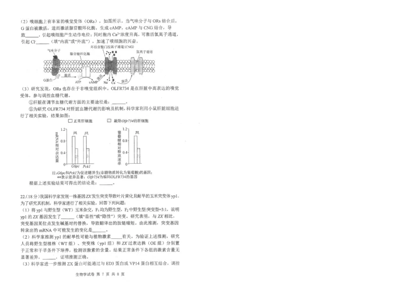 腾云10月联考生物试卷_2025年10月_251019湖北省腾云联盟2026届高三10月联考（全科）_湖北省腾云联盟2026届高三10月联考生物