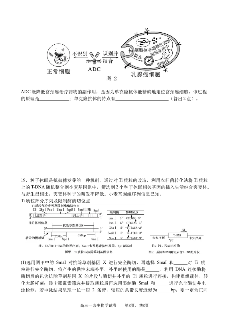 四川省字节精准教育联盟2026届高三上学期第一次诊断性考试模拟生物试卷（含解析）_2025年10月_251028四川省字节精准教育联盟2026届高三上学期第一次诊断性考试模拟（全科）