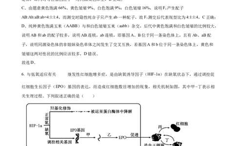 四川省乐山市第一中学校高2022级高三二模测试生物答案_2025年3月_250316四川省乐山市第一中学校高2022级高三二模测试（全科）_四川省乐山市第一中学校高2022级高三二模测试生物