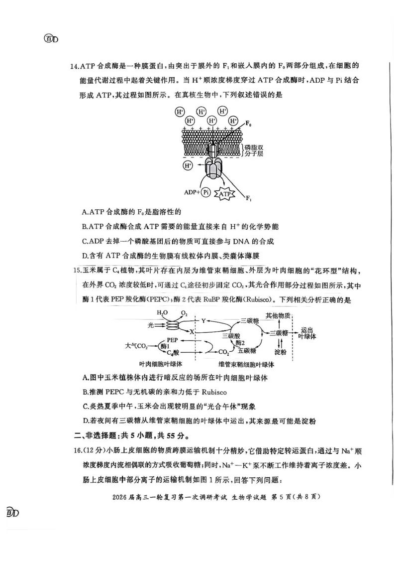 生物（S）_2025年10月_2510182026届百师联盟高三上学期第一次调研考试（10月）（全科）_2026届百师联盟高三上学期第一次调研考试生物试卷（含答案）