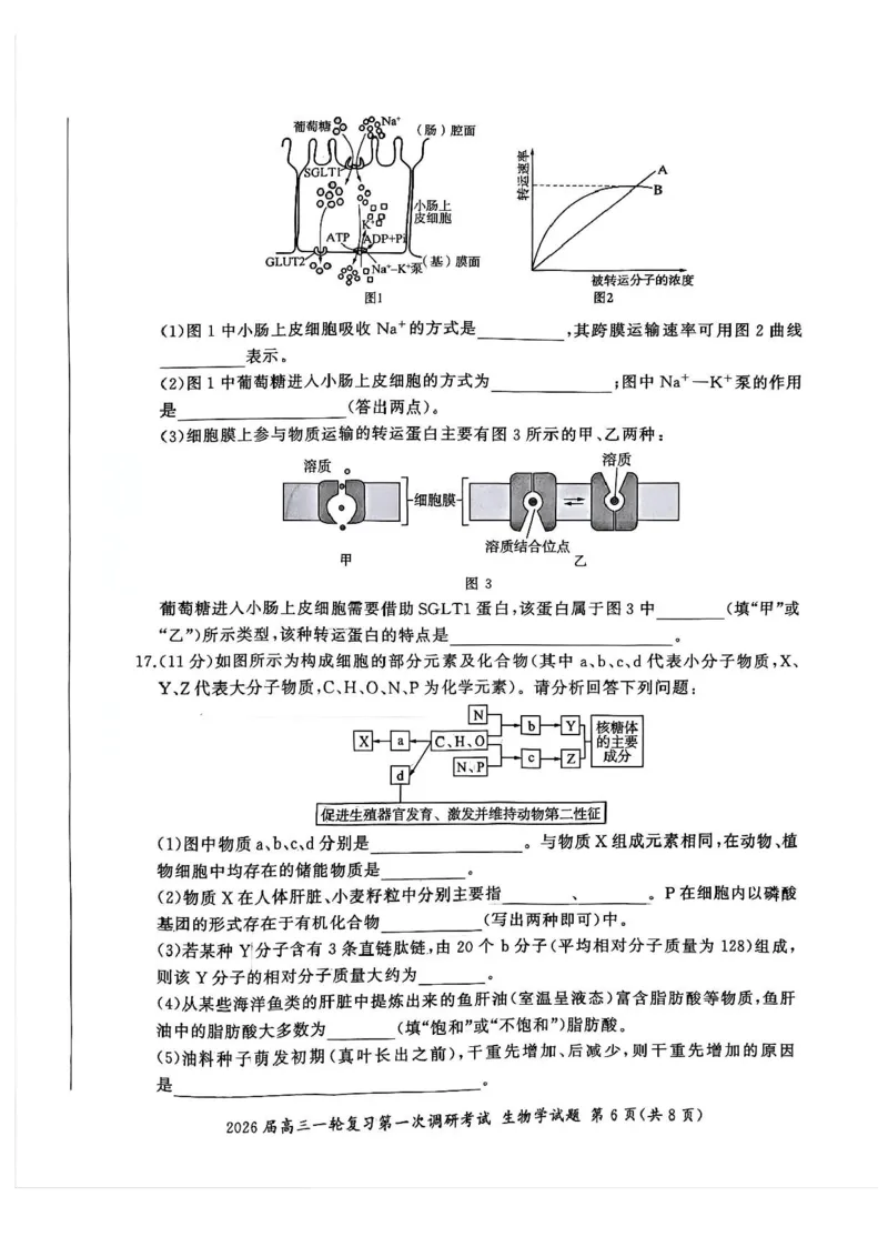 生物（S）_2025年10月_2510182026届百师联盟高三上学期第一次调研考试（10月）（全科）_2026届百师联盟高三上学期第一次调研考试生物试卷（含答案）