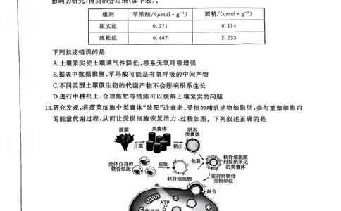 生物（S）_2025年10月_2510182026届百师联盟高三上学期第一次调研考试（10月）（全科）_2026届百师联盟高三上学期第一次调研考试生物试卷（含答案）