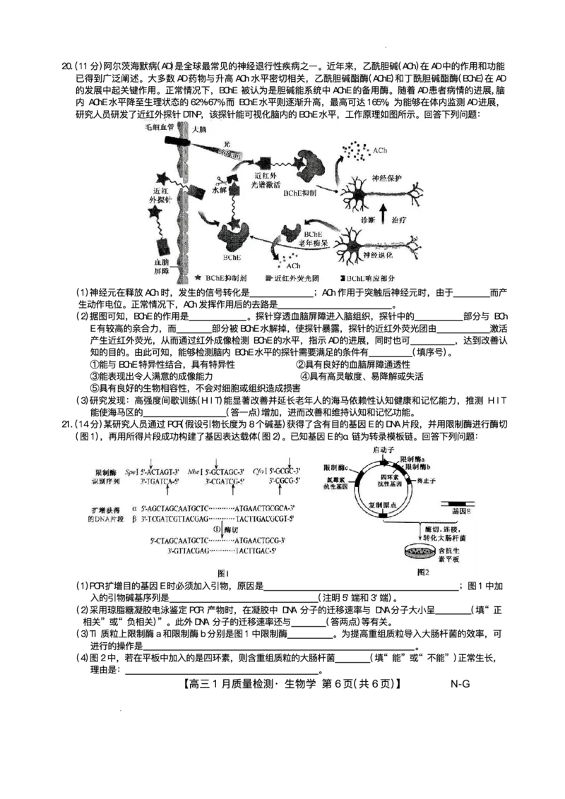 江西省九师联盟2024&mdash;2025学年高三上学期期末考试生物试题_2025年1月_250123九师联盟2025届高三1月质量检测G（1.22-23）（全科）_2025届九师联盟高三上学期1月期末生物试题+答案（H-G）