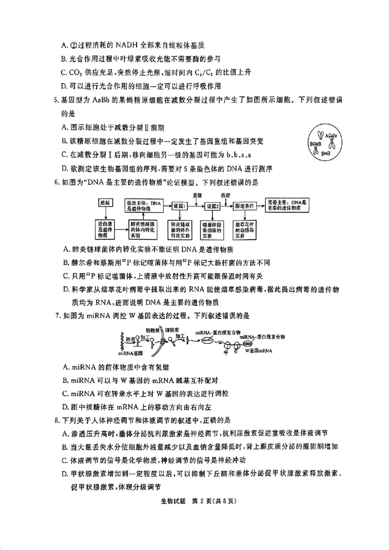 河南省青桐鸣2025届高三2月联考生物+答案_2025年2月_250217河南省青桐鸣2025届高三2月联考（全科）