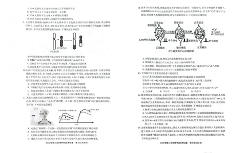 四川省德阳市高中2022级第三次诊断考试生物_2025年4月_250426四川省德阳市高中2022级第三次诊断考试（德阳三诊）（全科）