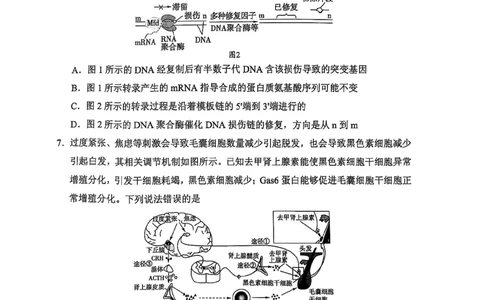 生物学试卷（2025届五诊）_2025年3月_250306山东省实验中学2025届高三第五次诊断考试（3月一模）（全科）_山东省实验中学2025届高三第五次诊断考试（3月一模）生物