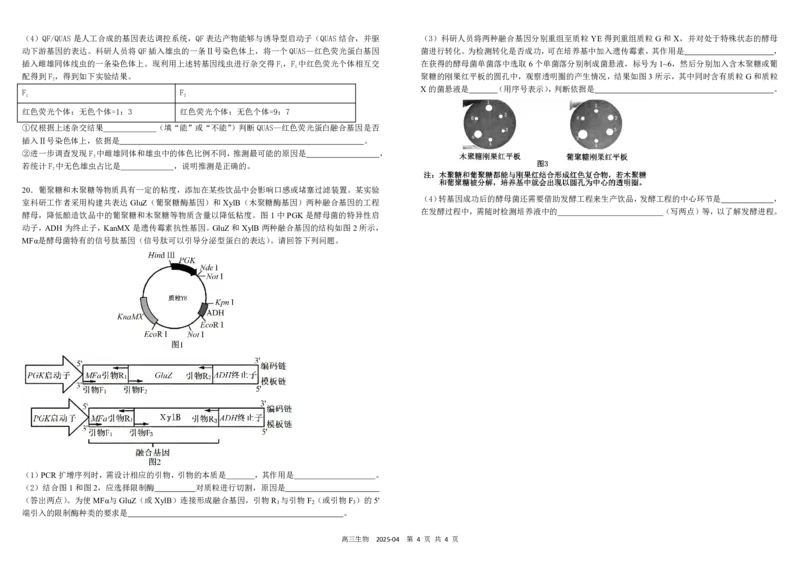 四川省成都市树德中学2024-2025学年高三下学期4月月考试题生物PDF版含答案_2025年4月_250414四川省成都市树德中学2024-2025学年高三下学期4月月考（全科）