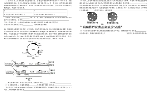 四川省成都市树德中学2024-2025学年高三下学期4月月考试题生物PDF版含答案_2025年4月_250414四川省成都市树德中学2024-2025学年高三下学期4月月考（全科）