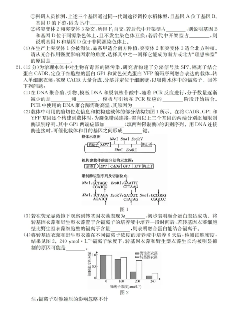 广东省&ldquo;八校联盟&rdquo;2026届高三上学期质量检测（二）生物试卷（含答案）_2025年10月_251014广东省&ldquo;八校联盟&rdquo;2026届高三上学期质量检测（二）（全科）