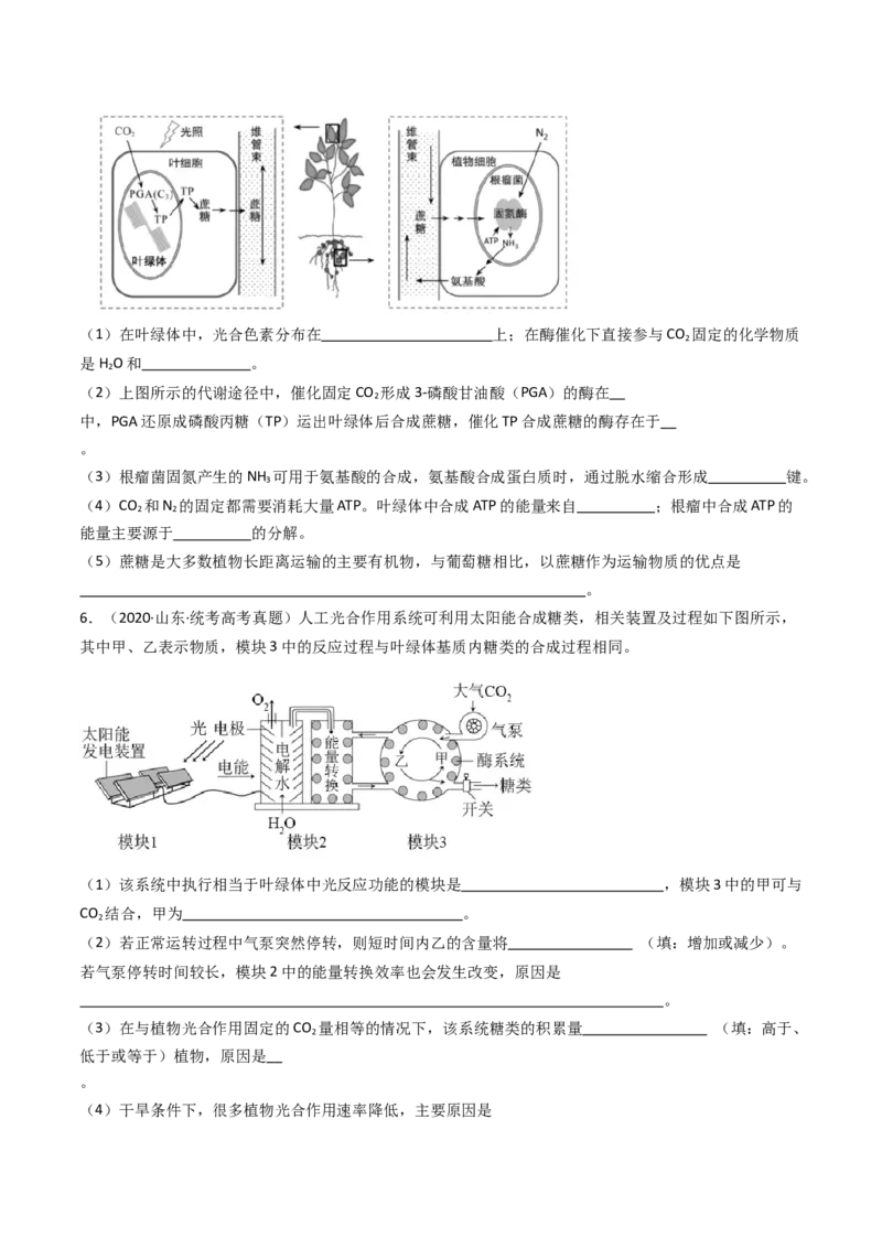 专题06光合作用（原卷卷）_近10年高考真题汇编（必刷）_十年（2014-2024）高考生物真题分项汇编（全国通用）_十年（2014-2023）高考生物真题分项汇编（全国通用）