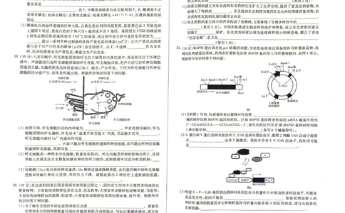 生物_2025年2月_250219河南天一大联考2024-2025学年高三下学期阶段性测试（五）_河南省天一大联考2024-2025学年高三下学期阶段测试（五）生物学试题（PDF版，含解析）