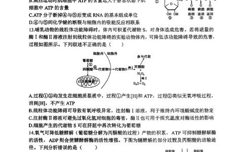 山西省山西大学附属中学校2025-2026学年高三上学期8月月考生物试题_2025年8月_250813山西省山西大学附属中学校2025-2026学年高三上学期8月（总第一次）模块诊断