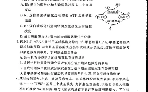 湘豫名校联考2024-2025学年高三下学期第四次模拟考试生物试卷_2025年5月_250527湘豫名校联考2024-2025学年高三下学期第四次模拟考试（全科）