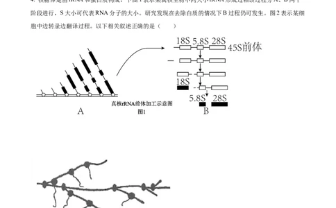 精品解析：2025届江西省高三4月适应性统考生物学试卷（原卷版）_2025年5月_2505272025年江西省普通高等学校招生统一考试模拟演练科试题卷