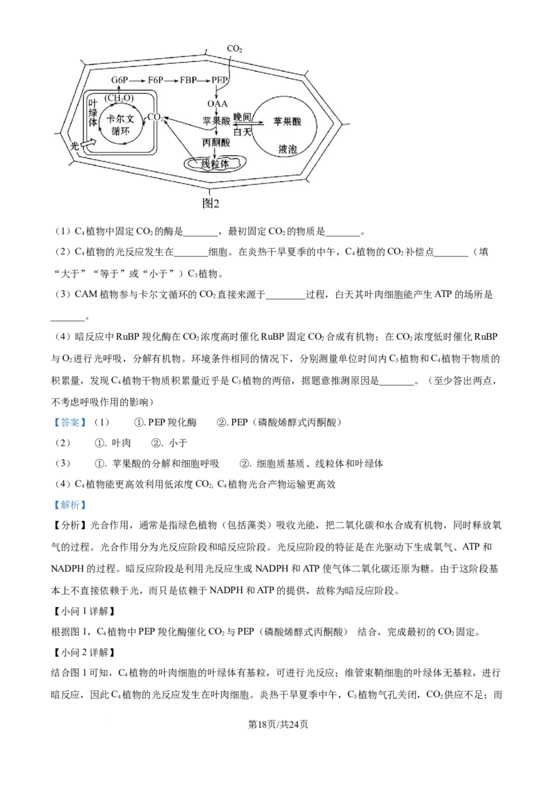 精品解析：山东省实验中学2025&mdash;2026学年高三上学期第一次诊断性考试生物试题（解析版）_2025年10月_251016山东省实验中学2026届高三第一次诊断性考试（10月）