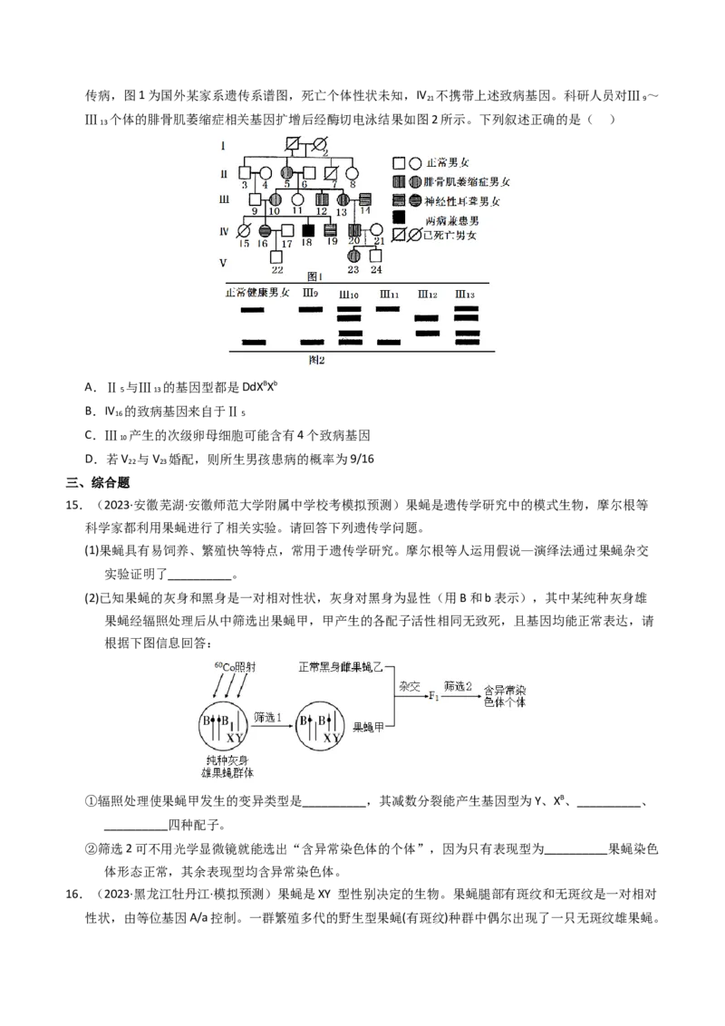 专题08伴性遗传和人类遗传病（学生卷）_近10年高考真题汇编（必刷）_十年（2014-2024）高考生物真题分项汇编（全国通用）_2023年高考真题和模拟题生物分项汇编（全国通用）