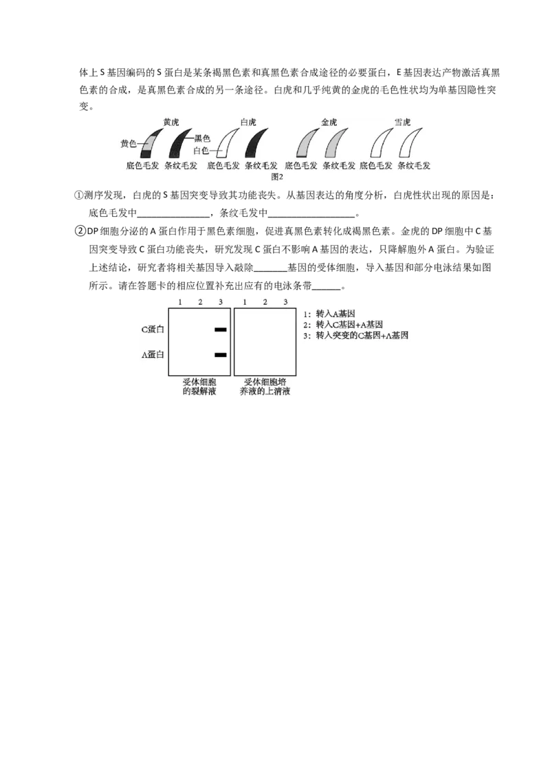 专题08伴性遗传和人类遗传病（学生卷）_近10年高考真题汇编（必刷）_十年（2014-2024）高考生物真题分项汇编（全国通用）_2023年高考真题和模拟题生物分项汇编（全国通用）