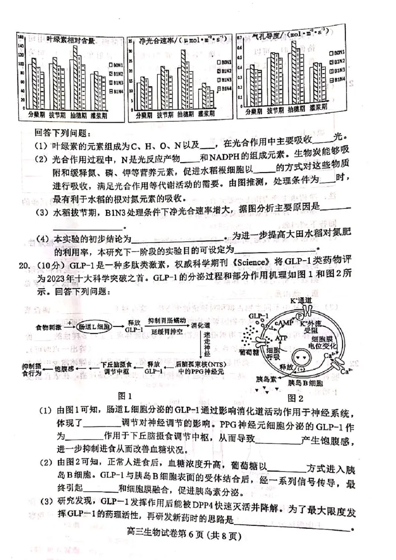 河北省保定市2024-2025学年高三上学期1月期末调研生物_2025年1月_250113河北省保定市2024-2025学年高三上学期1月期末调研考试（全科）_河北省保定市2024-2025学年高三上学期1月期末生物