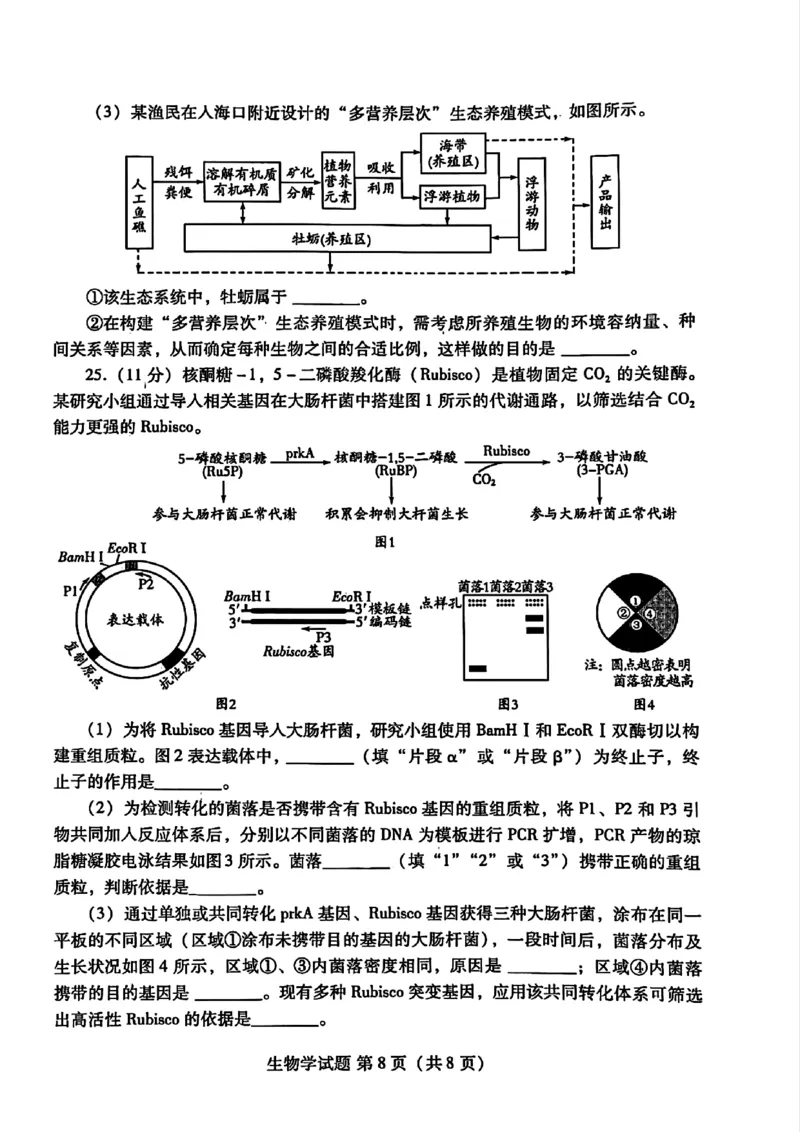 生物_2025年2月_250211山东省潍坊市2025届高三诊断性调研监测考试（2月开年考）（全科）_山东省潍坊市2025届高三诊断性调研监测考试（2月开年考）生物