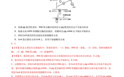 专题06遗传的分子基础（解析卷）_近10年高考真题汇编（必刷）_十年（2014-2024）高考生物真题分项汇编（全国通用）_2023年高考真题和模拟题生物分项汇编（全国通用）