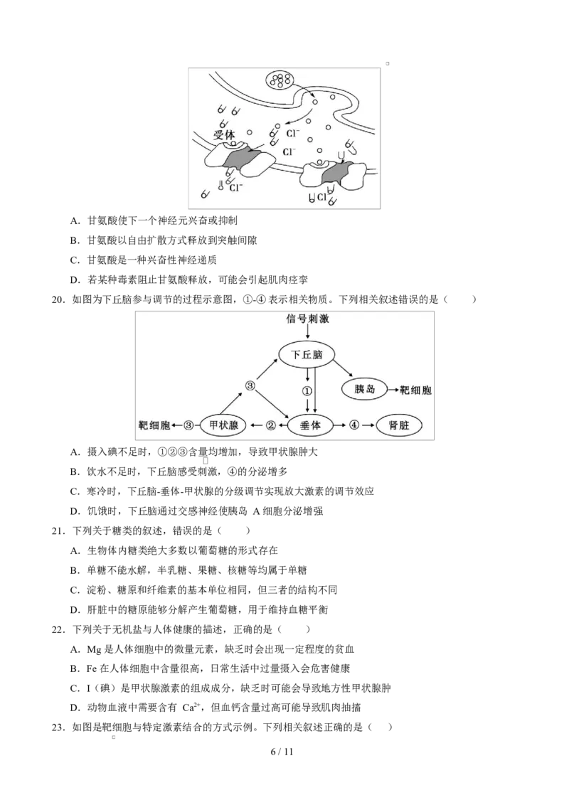 高二生物第一次月考卷测试范围：人教版2019选择性必修1第1章~第3章（考试版）_1多考区联考试卷_2510142025-2026学年高二生物上学期第一次月考试题