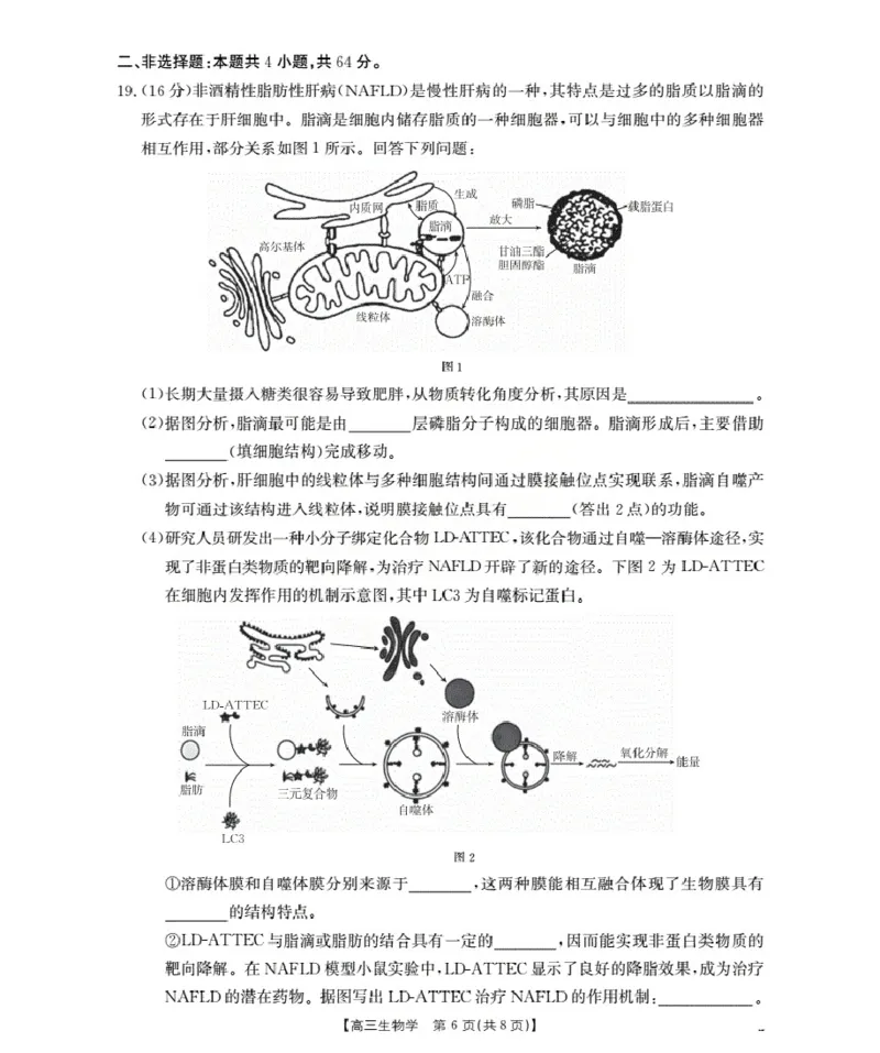 湖北省2026届高三上学期10月联考（26-23C）生物+答案_2025年10月_251022金太阳&middot;湖北省2026届高三上学期10月联考（26-23C）（全科）