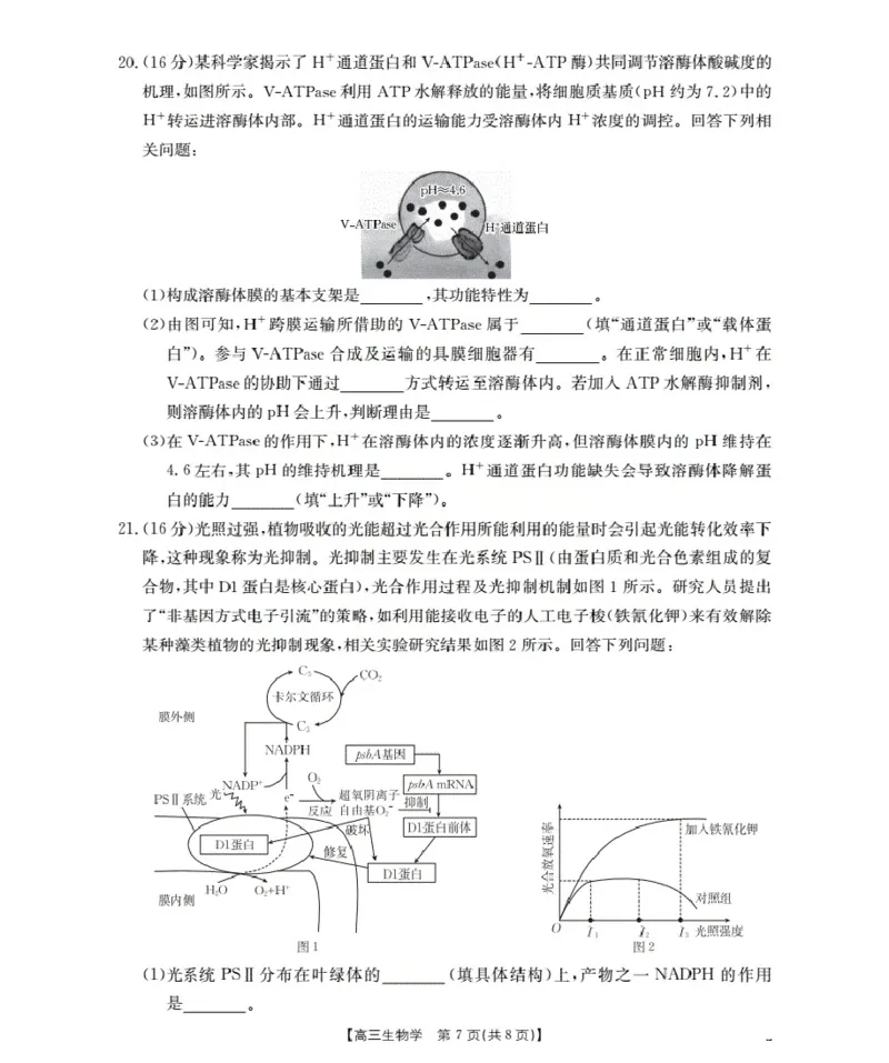 湖北省2026届高三上学期10月联考（26-23C）生物+答案_2025年10月_251022金太阳&middot;湖北省2026届高三上学期10月联考（26-23C）（全科）