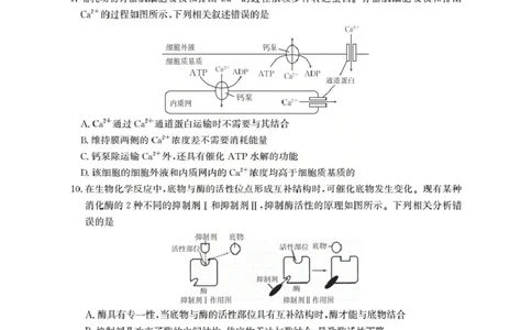 湖北省2026届高三上学期10月联考（26-23C）生物+答案_2025年10月_251022金太阳&middot;湖北省2026届高三上学期10月联考（26-23C）（全科）