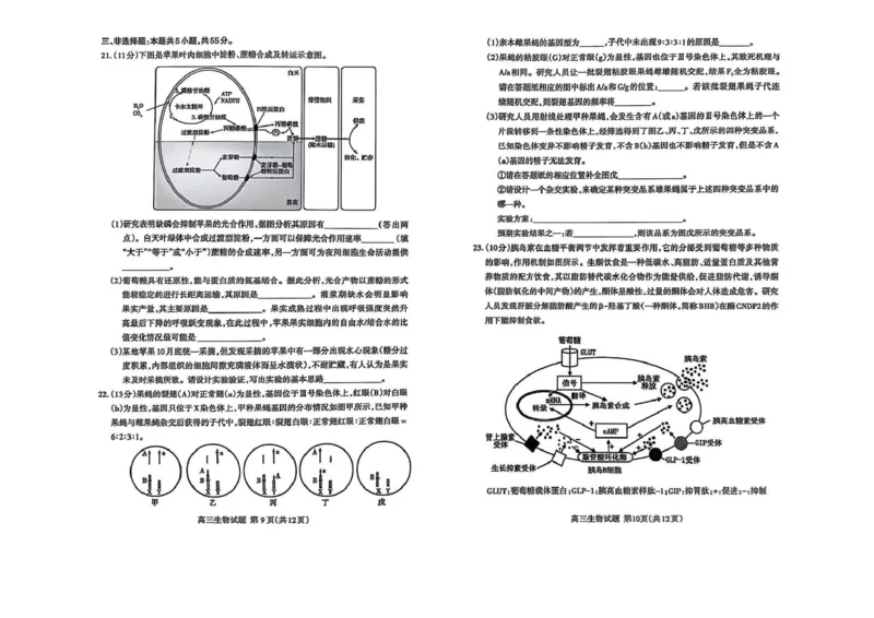 生物试题_2025年4月_250428山东省泰安市2025届高三二轮模拟检测考试（泰安二模）（全科）