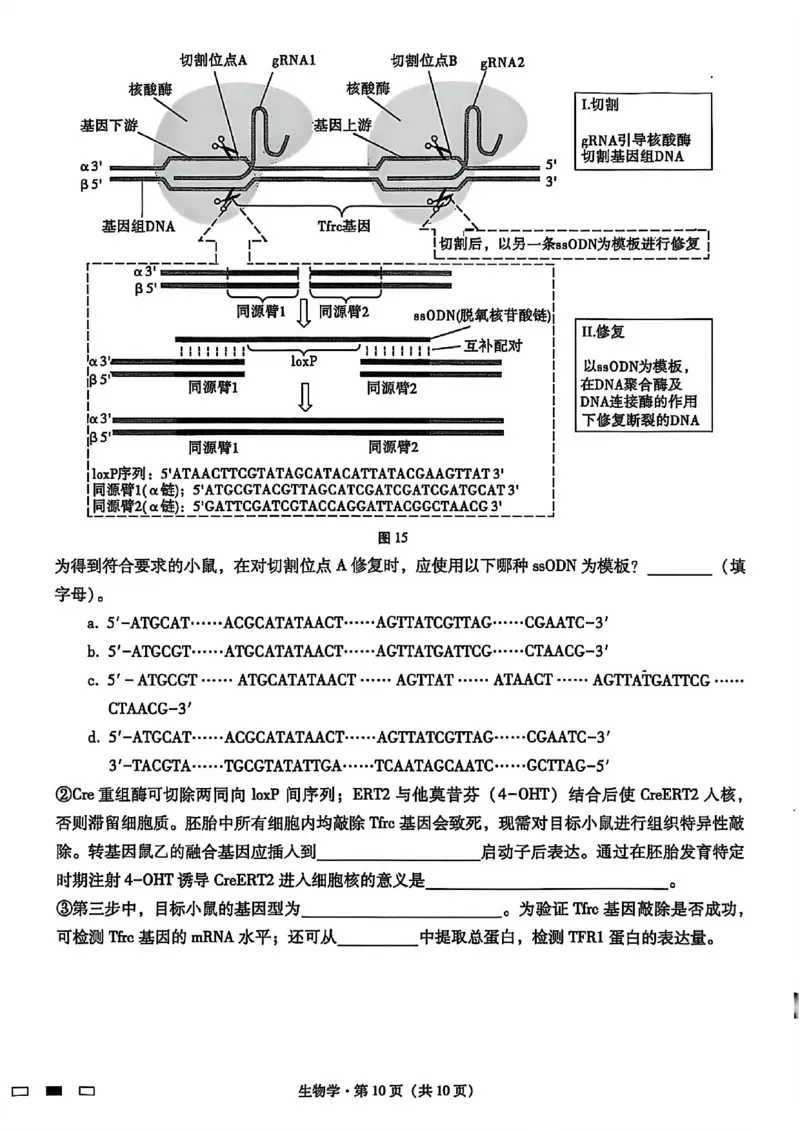 生物试卷-重庆市巴蜀中学2026届高三8月高考适应性月考（一）_2025年8月_250831重庆市巴蜀中学2026届高三8月适应性月考（一）（全科）