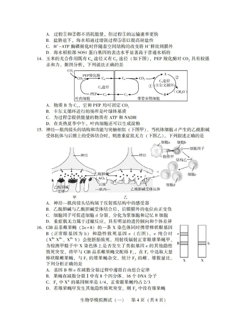 广东省2025年普通高等学校招生全国统一考试模拟测试（一）生物_2025年3月_250320广东省2025年普通高等学校招生全国统一考试模拟测试（一）（广东一模）（全科）