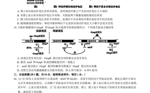 江苏省苏北四市（徐州、宿迁、淮安、连云港）2025届高三第一次调研测试生物试题（含答案）_2025年1月