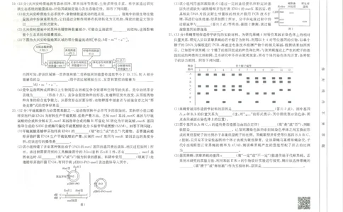江西省高三金太阳5月三新协同教研共同体考试（25-490C）生物_2025年5月_250510江西省高三金太阳5月三新协同教研共同体考试（25-490C）（全科）