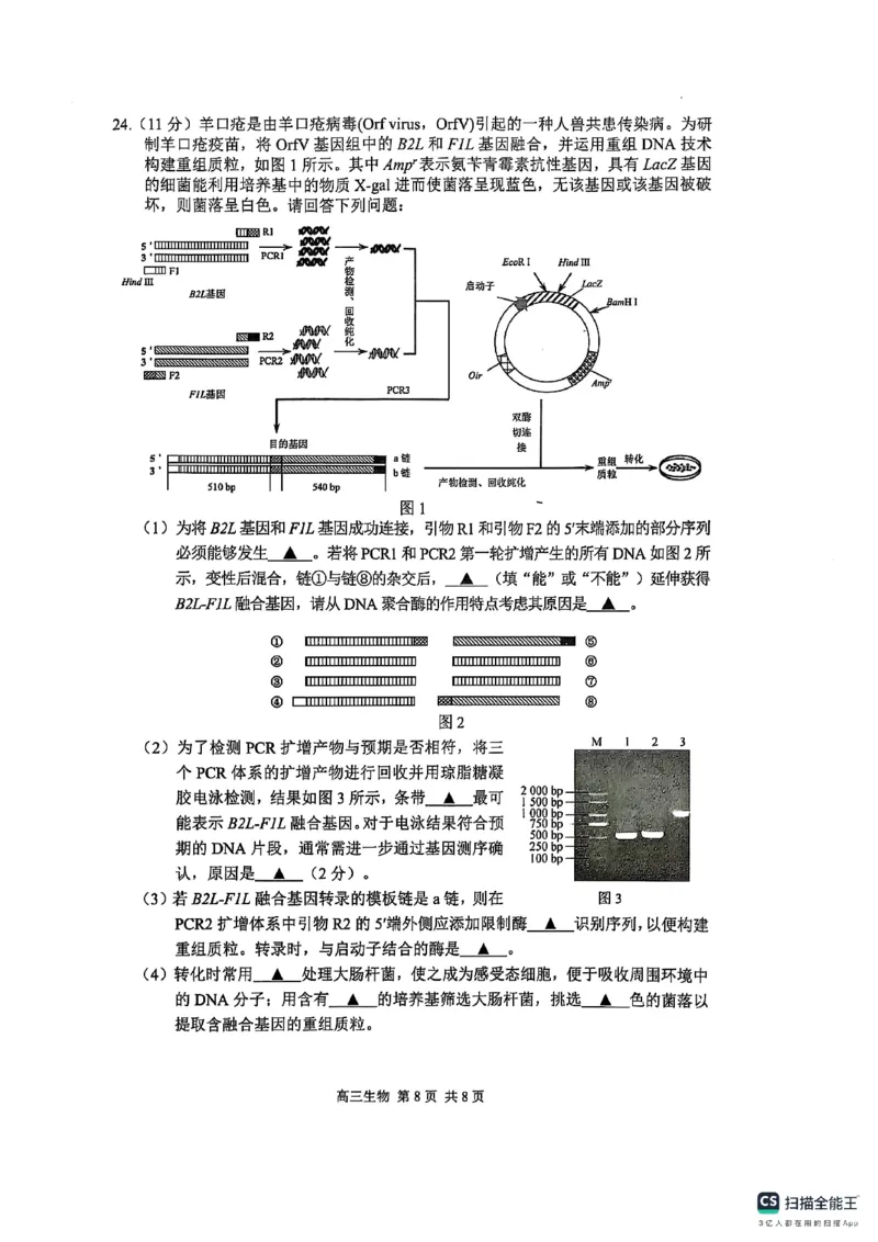江苏省苏州市2024-2025学年高三上学期1月期末生物试题_2025年1月_250115江苏省苏州市2024-2025学年高三上学期1月期末（全科）