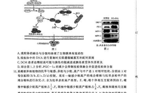 生物试题_2025年5月_2505112025届高三下学期5月青桐鸣大联考_2025届高三下学期5月青桐鸣大联考生物