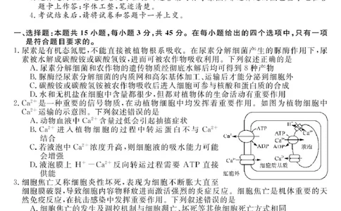 安徽师范大学附属中学2025届下学期4月质量检测生物+答案_2025年4月_250412安徽华师联盟（安徽师范大学附属中学）2025届下学期4月质量检测（全科）