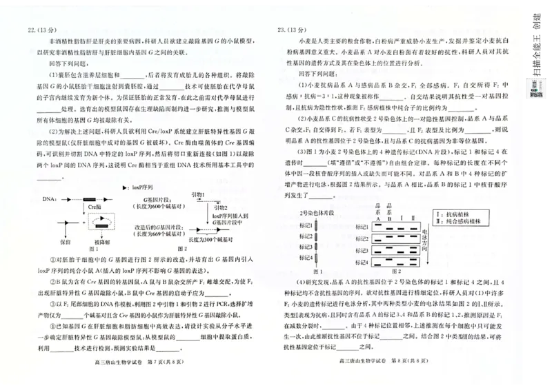 河北省唐山市2024-2025学年高三上学期1月期末生物试题_2025年1月_250110河北省唐山市2024-2025学年高三上学期1月期末考试（全科）_河北省唐山市2024-2025学年高三上学期1月期末生物试题