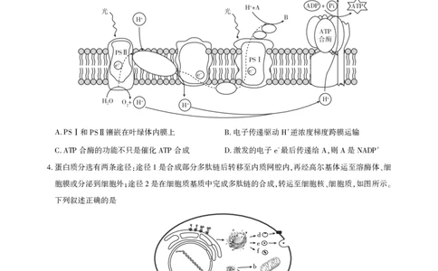 湖北省圆创高中名校联盟2025届高三第三次联合测评生物_2025年2月_250208湖北省圆创高中名校联盟2025届高三第三次联合测评（全科）
