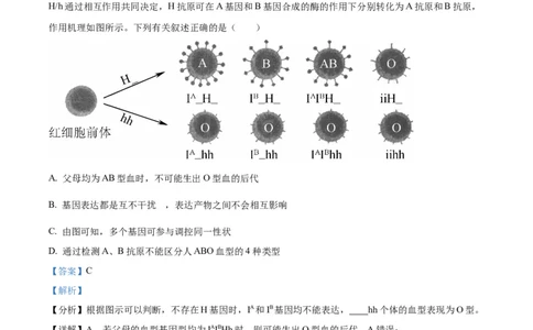 辽宁省抚顺市六校协作体2024-2025学年高三下学期期初检测生物答案_2025年3月_250313辽宁省抚顺市六校协作体2024-2025学年高三下学期期初检测（金太阳350C）（全科）