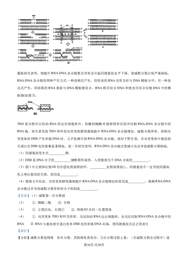 精品解析：北京市西城区北京市育才学校2025-2026学年高三上学期9月月考生物试题（解析版）_2025年10月_251003北京市西城区育才学校2025-2026学年高三上学期9月月考