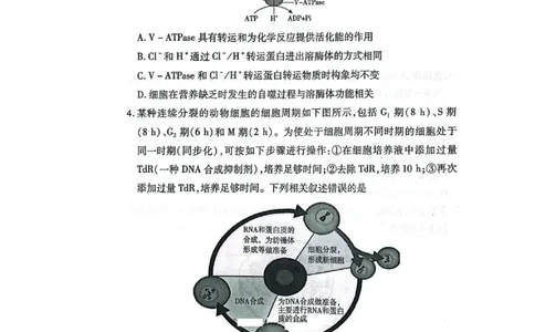 河南省2024-2025学年天一大联考高三考前模拟考试生物试卷+答案_2025年5月_2505232025届河南省天一大联考高三考前模拟预测（全科）
