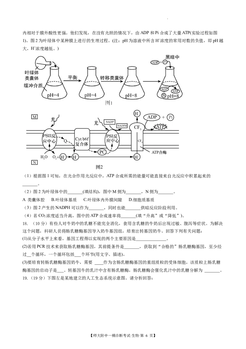 甘肃省西北师范大学附属中学2025届高三上学期一模诊断考试生物+答案_2025年1月_250107甘肃省西北师范大学附属中学2025届高三上学期一模诊断考试（全科）