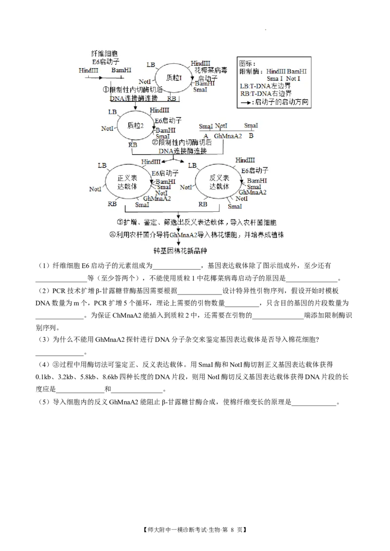 甘肃省西北师范大学附属中学2025届高三上学期一模诊断考试生物+答案_2025年1月_250107甘肃省西北师范大学附属中学2025届高三上学期一模诊断考试（全科）