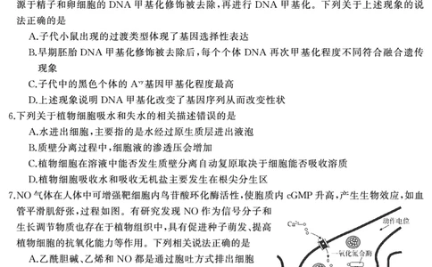 高三生物（试题）转曲2_2025年1月_250126湖南五市2025届高三1月期末质量检测_生物