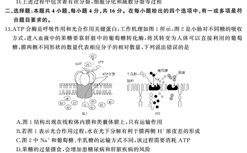 高三生物（试题）转曲2_2025年1月_250126湖南五市2025届高三1月期末质量检测_生物