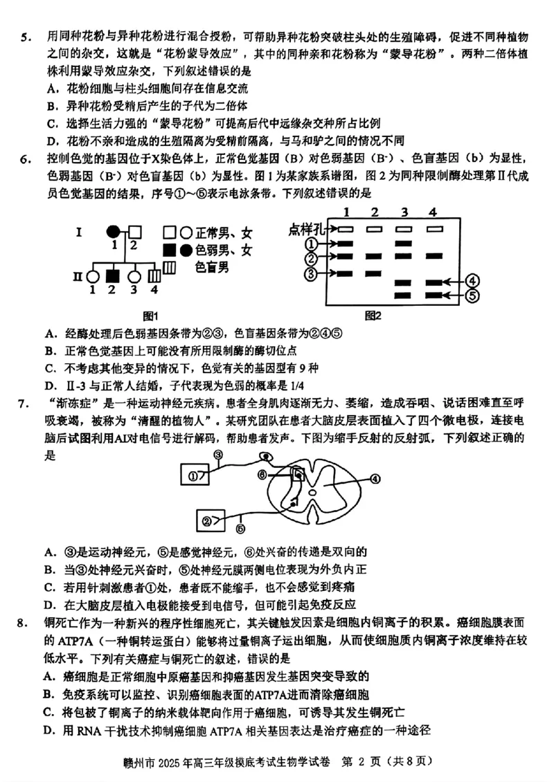 江西省赣州市2025年高三年级3月摸底考试生物_2025年3月_250311江西省赣州市2025届高三下学期3月一模考试（全科）_2025届江西省赣州市高三下学期一模生物