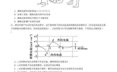 高二生物第一次月考卷测试范围：人教版2019选择性必修1第1章~第2章第3节（考试版）_1多考区联考试卷_2510142025-2026学年高二生物上学期第一次月考试题