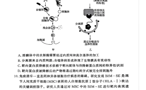湘豫名校联考2024-2025学年高三春季学期第二次模拟考试生物_2025年4月_250403湘豫名校联考2024-2025学年高三春季学期第二次模拟考试（全科）